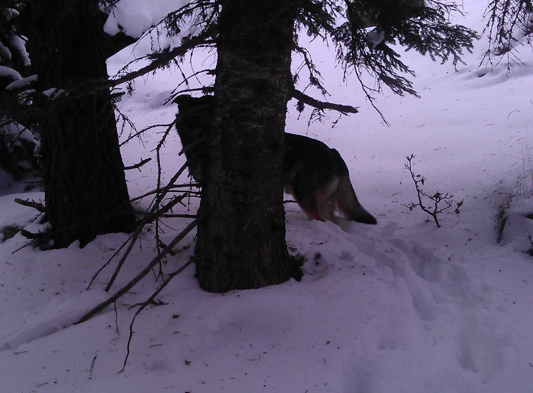 Un loup dans le massif du madres, Pyrénées orientales