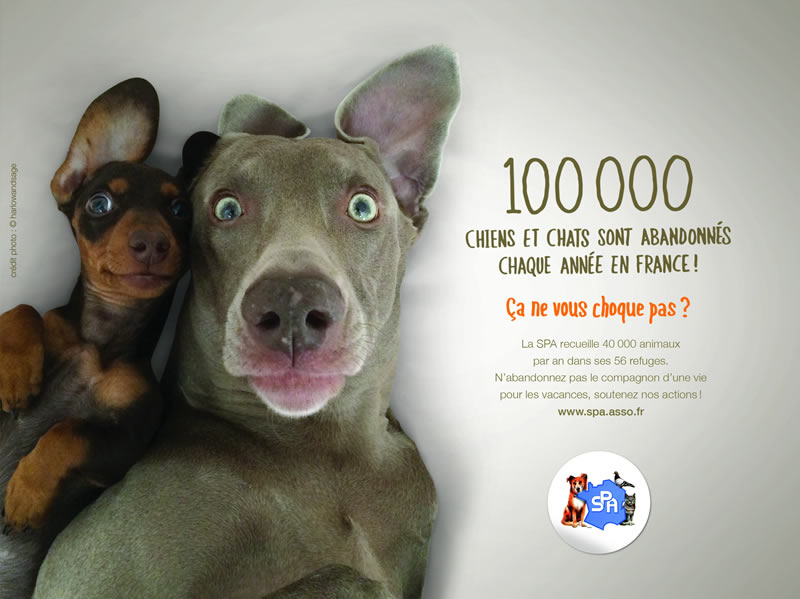 les abandons d’animaux « estivaux » explosent.