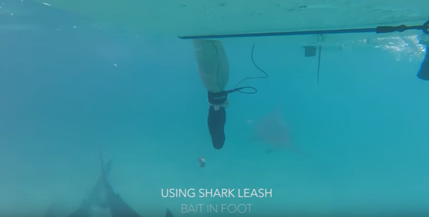 Surf : Le Leash anti requin